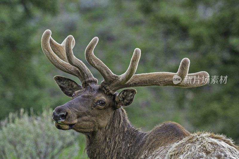 雄性落基山麋鹿(Cervus elaphus)是在落基山脉和黄石国家公园发现的麋鹿亚种。天鹅绒的鹿角。